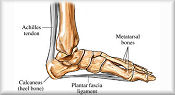 All Heel and Insole Supports