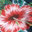 Adidas Womens Y-3 Roland Garros Pants - Flower - thumbnail image 5