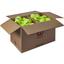Wilson Triniti Club Tennis Balls - Box of 6 Dozen Balls - thumbnail image 1